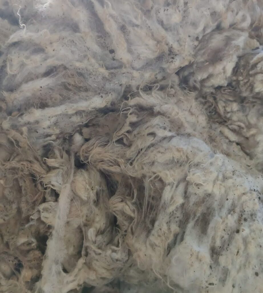 kirli yünler